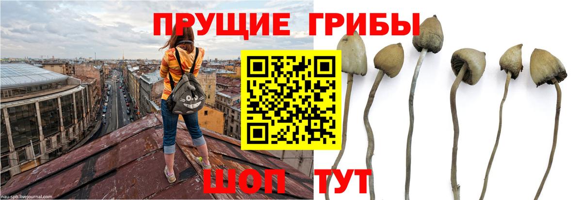 Псилоцибиновые грибы Cubensis Димитровград